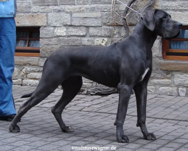 Deutsche Dogge Blau NIRVANA VOM HAUSE WAGNER