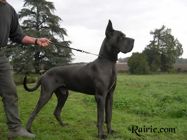 Bilder  Deutsche Dogge SOCRATE DES TERRES DE LA RAIRIE Deutsche Dogge Blau 