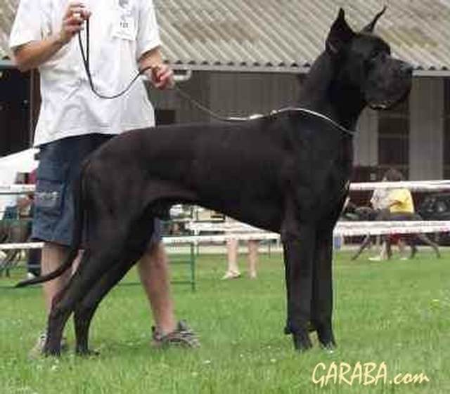 Bilder  Deutsche Dogge SHAMACO DE LA BENJAMINE Deutsche Dogge Schwarz 