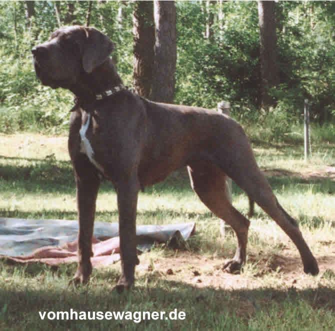 Bilder  Deutsche Dogge RONJA DE LA FONTAINE AUX TOURTERELLES Deutsche Dogge Blau 