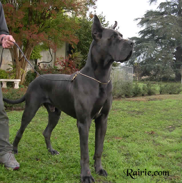 Bilder  Deutsche Dogge SOCRATE DES TERRES DE LA RAIRIE Deutsche Dogge Blau 